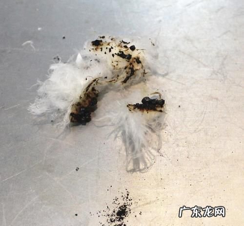 烧羊毛和烧棉花的区别,用燃烧的方法区分棉纤维和羊毛纤维