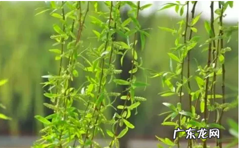 清明节的传统习俗,清明节传统风俗有哪些简单介绍