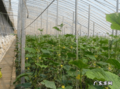 冬天温棚黄瓜阴天用什么增光,西红柿开花连阴天怎么办
