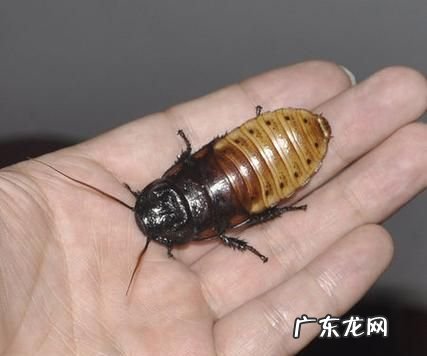 蟑螂会发出声音,蟑螂会发出吱吱的声音