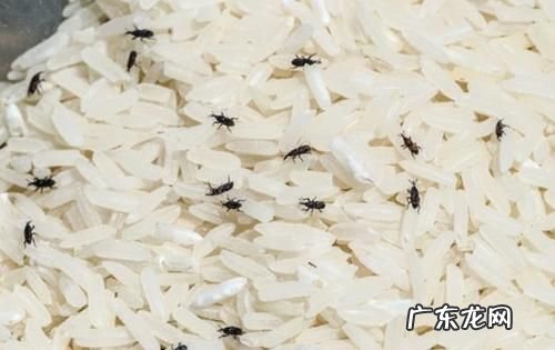 大米有虫子了还可以吃,大米长虫子了还能吃么