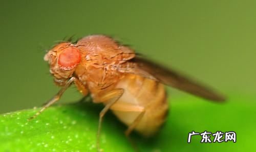垃圾桶里的小飞虫是长出来的还是飞来的,垃圾桶里的小飞虫怎么清除