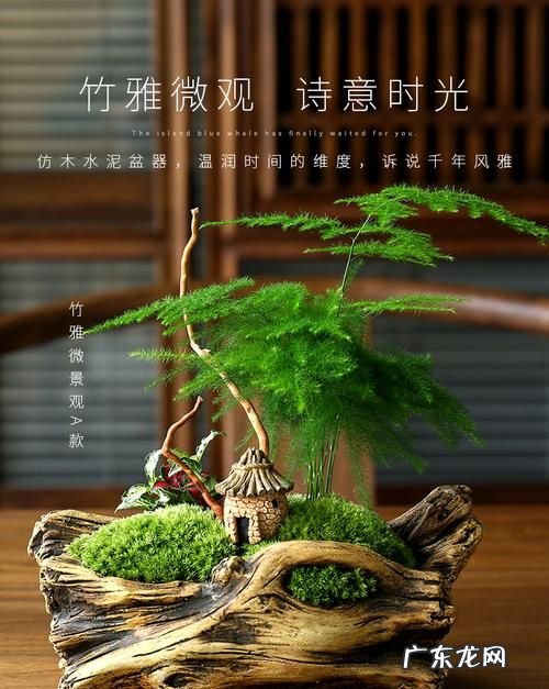 文竹用什么盆栽培,文竹用什么盆养合适