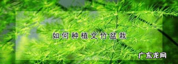 文竹用什么盆栽培,文竹用什么盆养合适