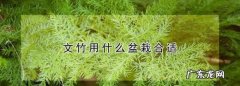文竹用什么盆栽培,文竹用什么盆养合适