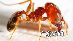 如何消灭蚂蚁窝最有效,蚂蚁窝怎么消灭它