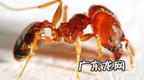 如何消灭蚂蚁窝最有效,蚂蚁窝怎么消灭它