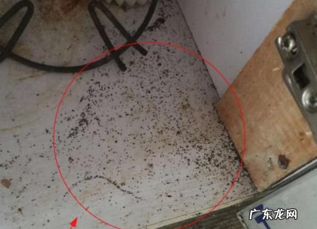 家里蟑螂多的原因,家里怎么会有蟑螂是什么原因造成的