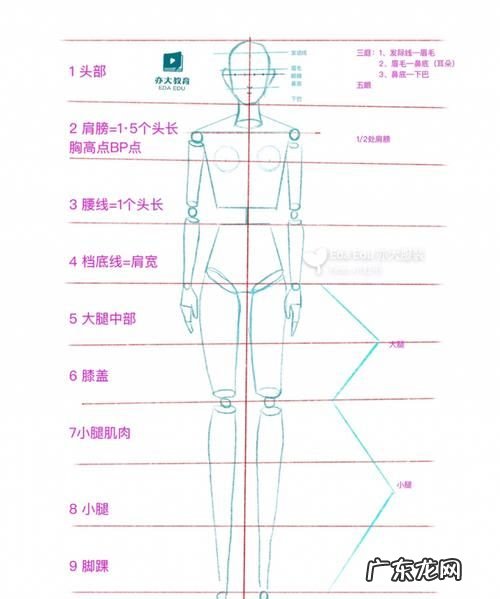 人体体重构成比例,体重的组成是怎么样的