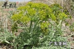 阿魏和臭阿魏的区别,增广贤文阿魏无真是什么意思