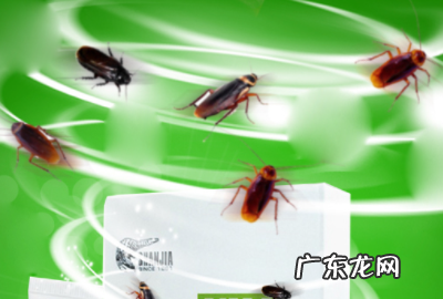 拜耳蟑螂药原理,蟑螂药的原理是什么