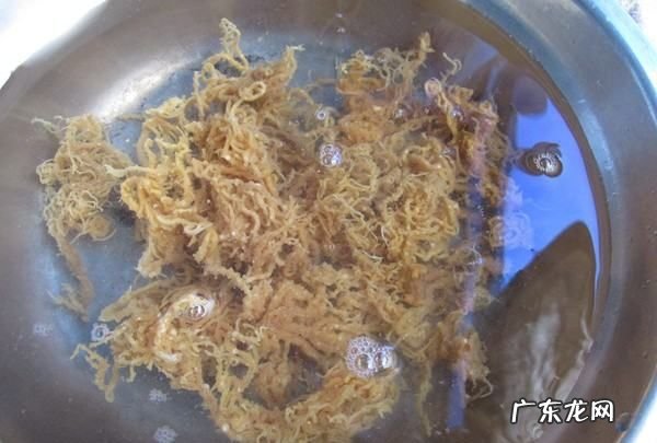 自制石花菜凉粉水的比例,海石花怎么煮成凉粉