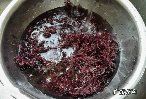 自制石花菜凉粉水的比例,海石花怎么煮成凉粉