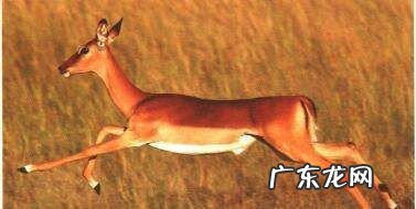如何拍摄高速物体,拍摄高速运动物体有什么技巧