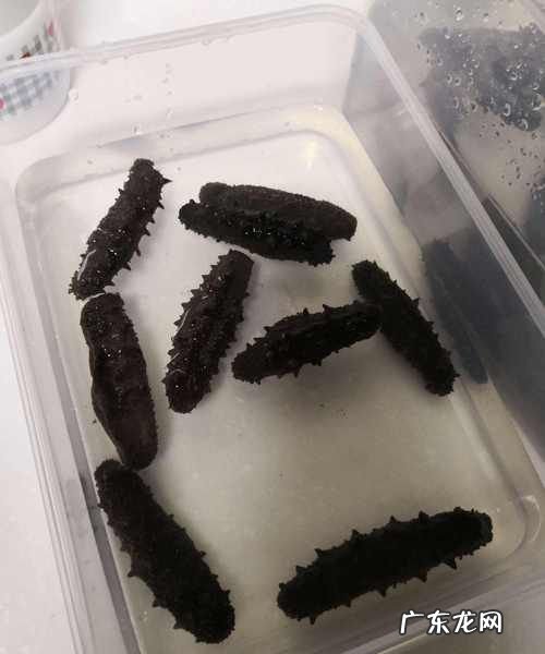 干海参如何保存,干海参保存方法冷藏还是冷冻