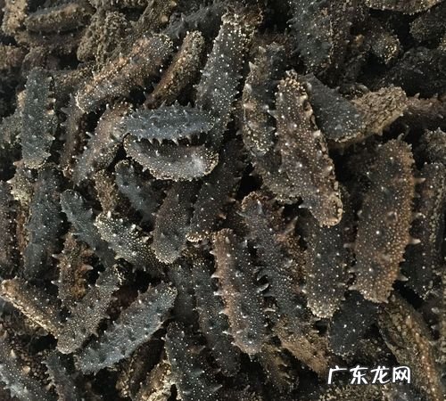 干海参如何保存,干海参保存方法冷藏还是冷冻