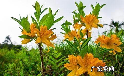 踟蹰和踯躅的区别,踟蹰踌躇踯躅的区别读音