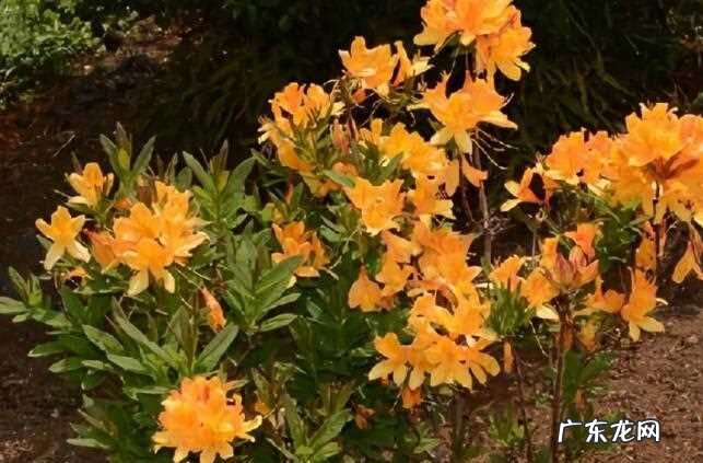 踟蹰和踯躅的区别,踟蹰踌躇踯躅的区别读音