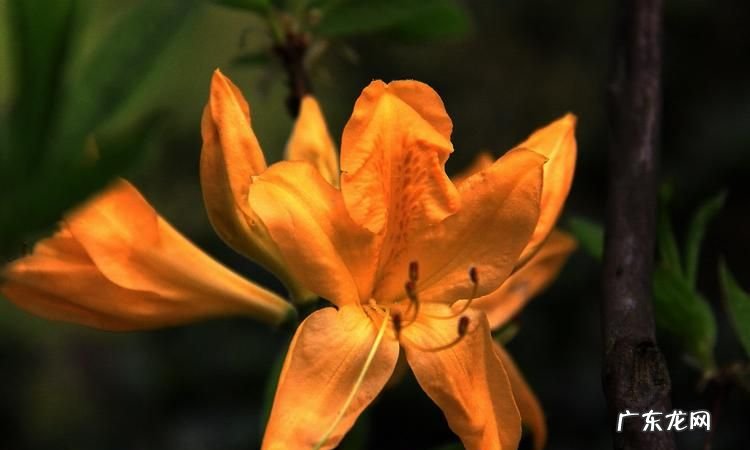 踟蹰和踯躅的区别,踟蹰踌躇踯躅的区别读音