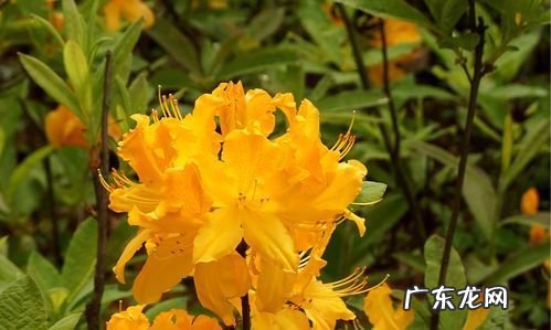 踟蹰和踯躅的区别,踟蹰踌躇踯躅的区别读音