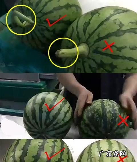 西瓜头和尾巴哪边甜,西瓜哪一头更甜一点