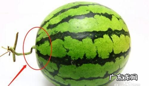 西瓜头和尾巴哪边甜,西瓜哪一头更甜一点