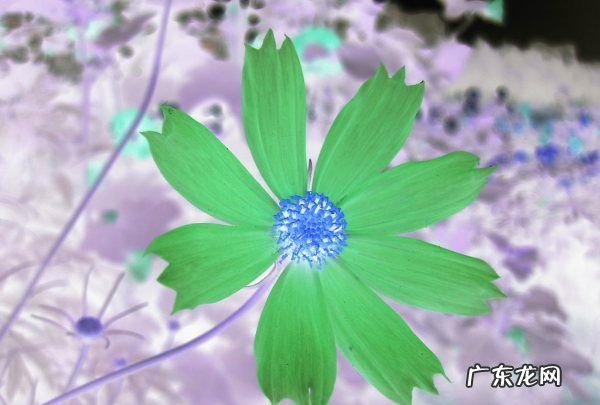 ps怎么做负片效果,photoshop cs3中负片效果在哪
