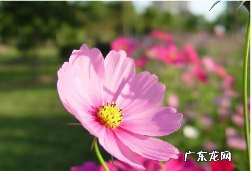 为什么光圈大景深小,光圈数值大小与景深的关系
