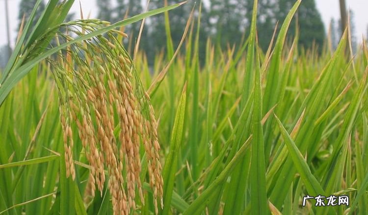 江米是什么植物,糯米是什么植物长出来的