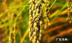 江米是什么植物,糯米是什么植物长出来的