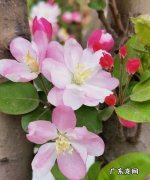 2月开什么花,二月开什么花