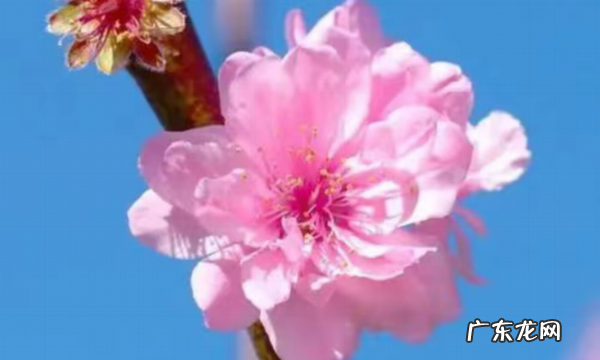 2月开什么花,二月开什么花