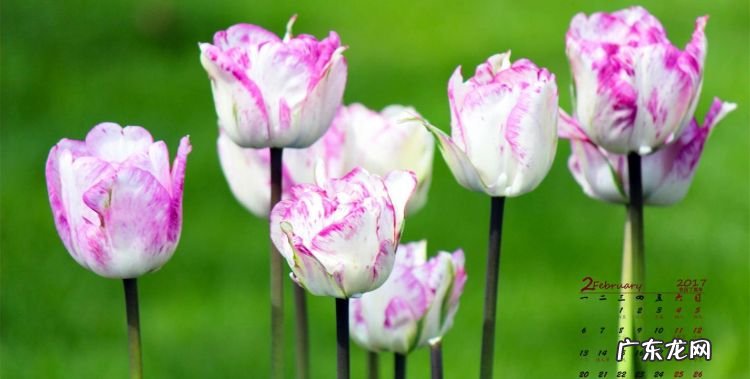 2月开什么花,二月开什么花