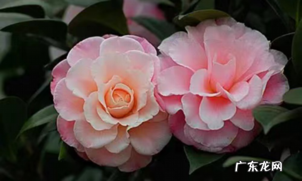 2月开什么花,二月开什么花