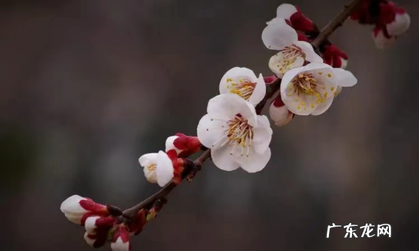 2月开什么花,二月开什么花