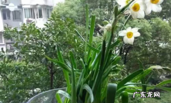 2月开什么花,二月开什么花