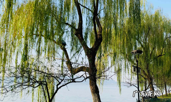 西湖十景是哪十景,西湖十景都有哪些十景