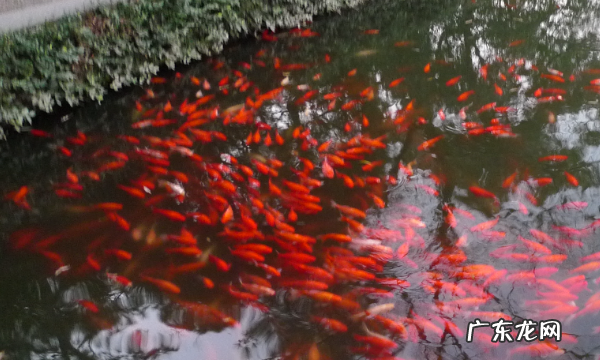 西湖十景是哪十景,西湖十景都有哪些十景