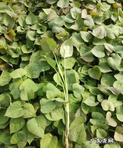 山芋是什么科的植物,山芋是什么