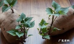 山芋是什么科的植物,山芋是什么