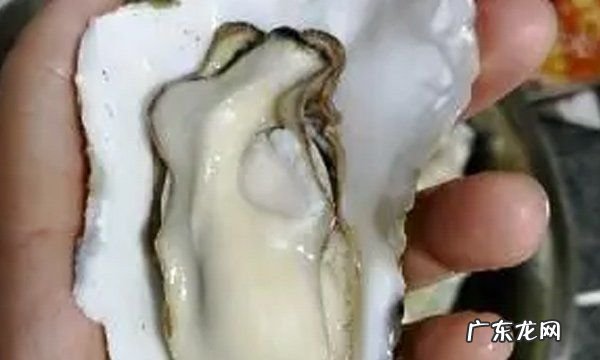生蚝不撬开要蒸几分钟,生蚝不开壳蒸多长时间 生蚝蒸能自己开壳