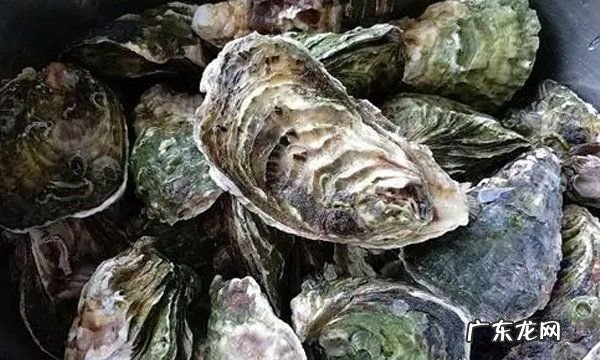 生蚝不撬开要蒸几分钟,生蚝不开壳蒸多长时间 生蚝蒸能自己开壳