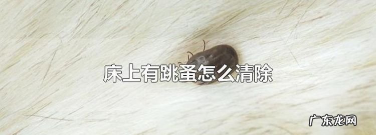 家里有跳蚤怎么清除最方便有效,家里有小孩有跳蚤怎么彻底消除