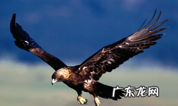 雕和鹰的区别在哪里,鹰和雕的区别