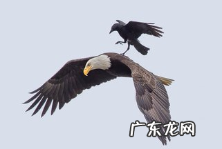 雕和鹰的区别在哪里,鹰和雕的区别