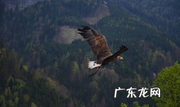 雕和鹰的区别在哪里,鹰和雕的区别