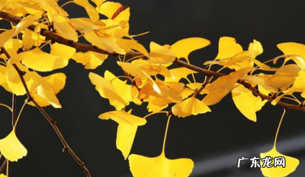 金黄金黄的什么,金黄的什么