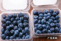 蓝莓怎么保存 冷藏 还是冷冻,新鲜的蓝莓可以冷冻保存