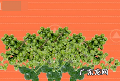 鲜青花椒怎么存放,青花椒的种植方法和注意事项