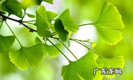 银杏树的作用,银杏树的作用和价值